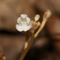 Didymoplexis pallens Griff.